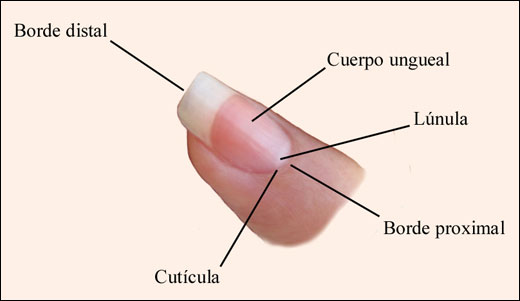 estructura de las uñas