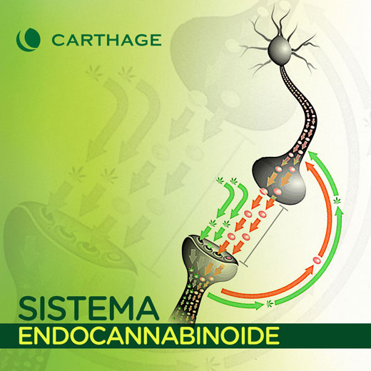 sistema endocannabinoide