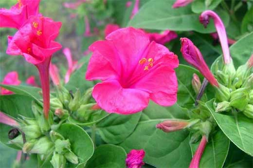 Mirabilis Jalapa