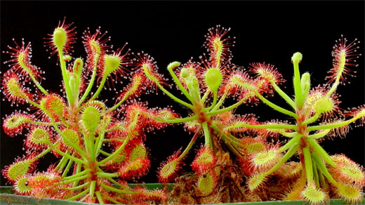 Drosera Ramentacea