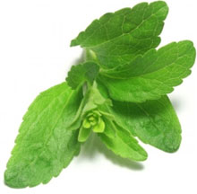 Stevia