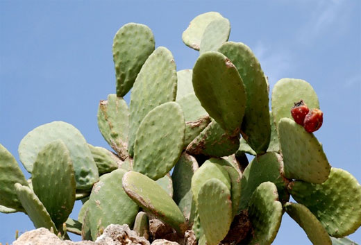 opuntia ficus