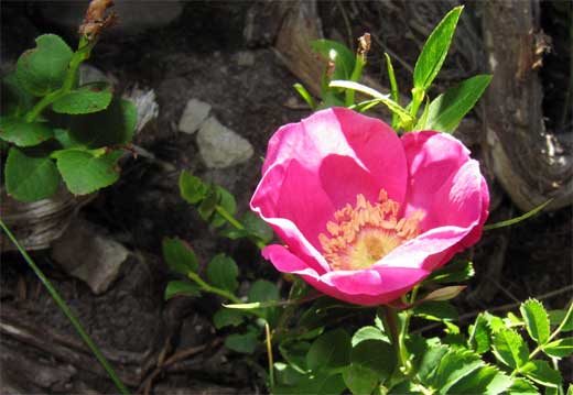 ROSA ALPINA