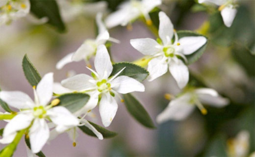 Barosma betulina