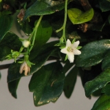 Aceite natural de tea tree