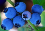 Arándanos y antiocianinas: antioxidantes para la piel