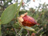 10 beneficios de la jojoba natural