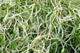 N-furfuriladenina: factor de autorreparación celular y tisular