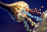 La cosmética inteligente: péptidos, biopéptidos y péptidos biomiméticos