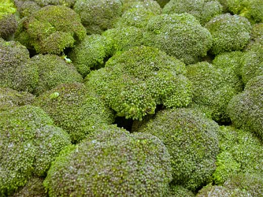 BOP: una nueva proteína del brócoli que frenaría el envejecimiento cutáneo