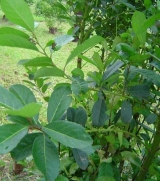 Propiedades cosmticas de la yerba mate